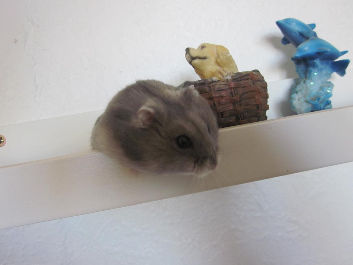 Dværghamster ¨˜°º•¤ Stald Kiwis Egon ¤•º°˜¨  - 23-2-2012 billede 4