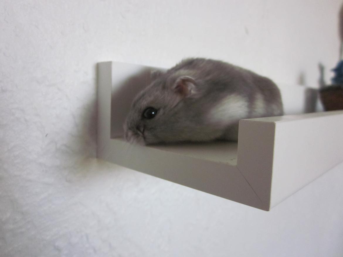 Dværghamster ¨˜°º•¤ Stald Kiwis Egon ¤•º°˜¨  - 23-2-2012 billede 5