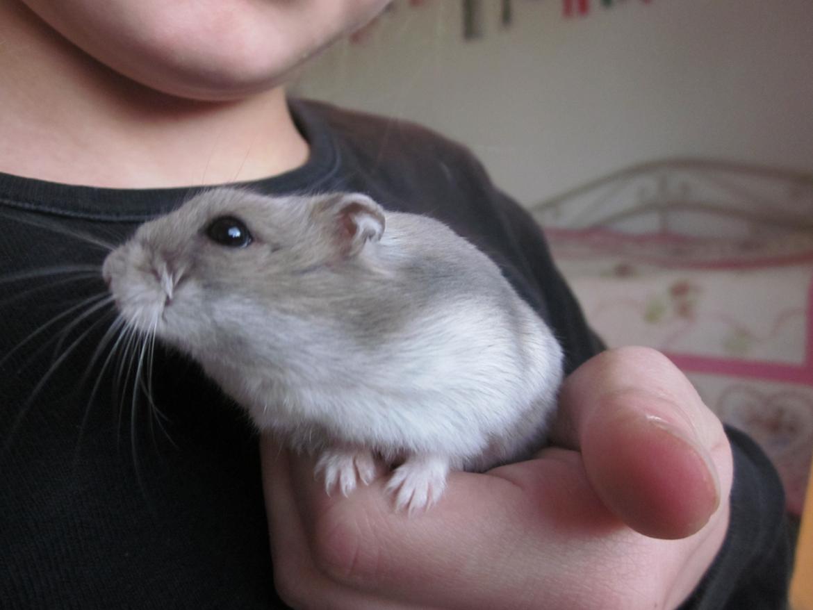 Dværghamster ¨˜°º•¤ Stald Kiwis Egon ¤•º°˜¨  - 23-2-2012 billede 6