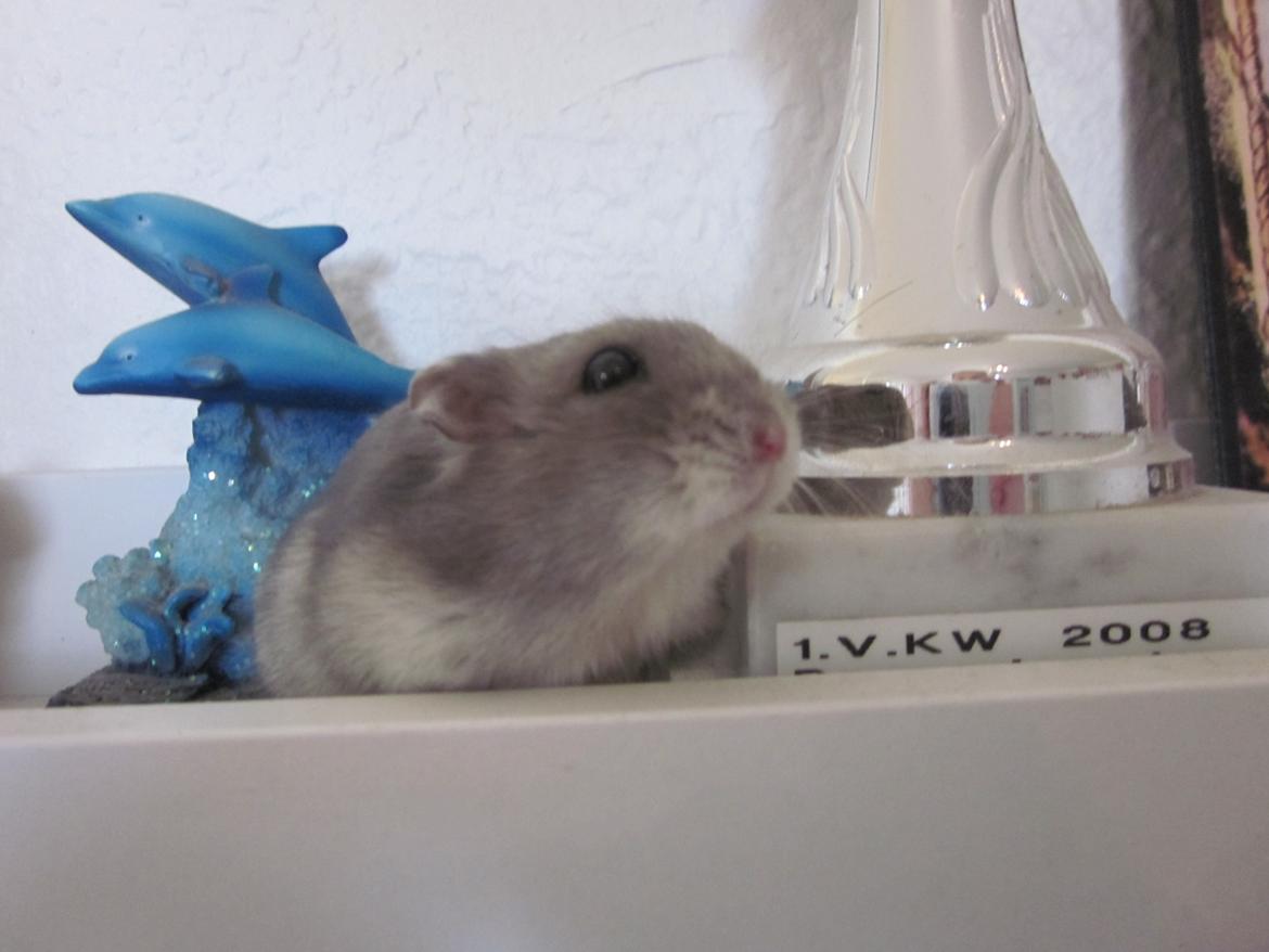 Dværghamster ¨˜°º•¤ Stald Kiwis Egon ¤•º°˜¨  - 23-2-2012 billede 7