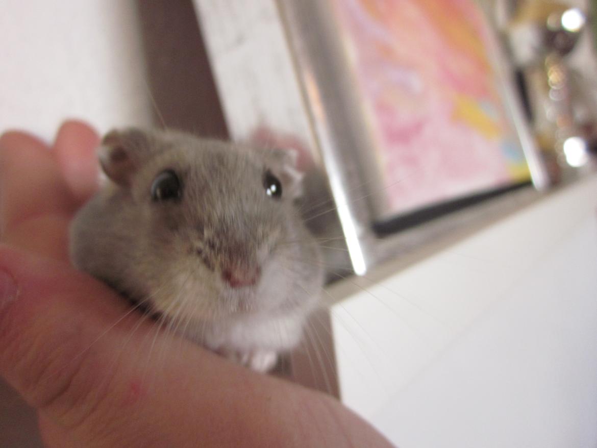 Dværghamster ¨˜°º•¤ Stald Kiwis Egon ¤•º°˜¨  - 23-2-2012 billede 8