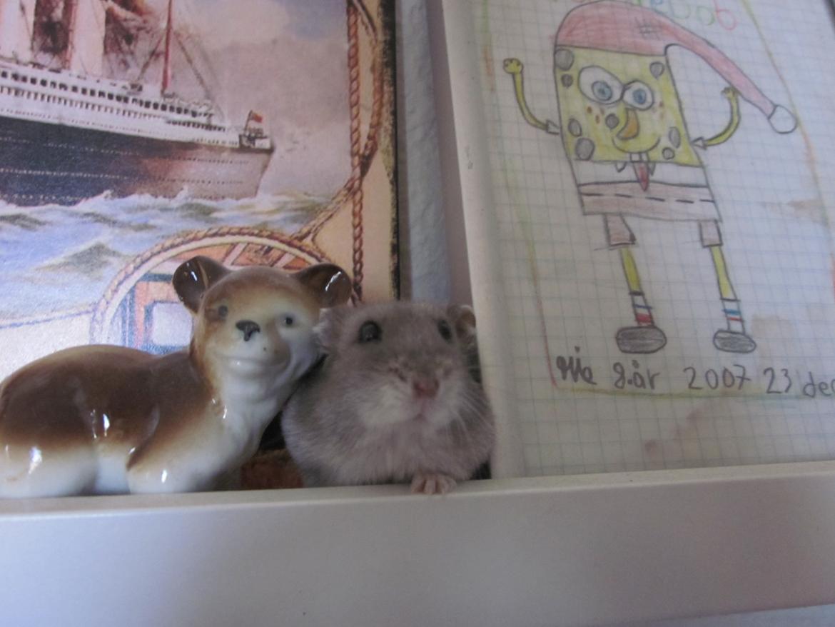 Dværghamster ¨˜°º•¤ Stald Kiwis Egon ¤•º°˜¨  - 23-2-2012 billede 9