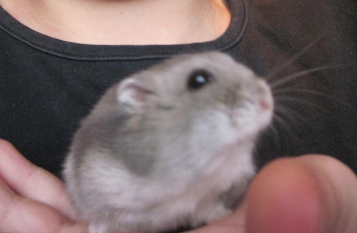 Dværghamster ¨˜°º•¤ Stald Kiwis Egon ¤•º°˜¨  - 23-2-2012 billede 10