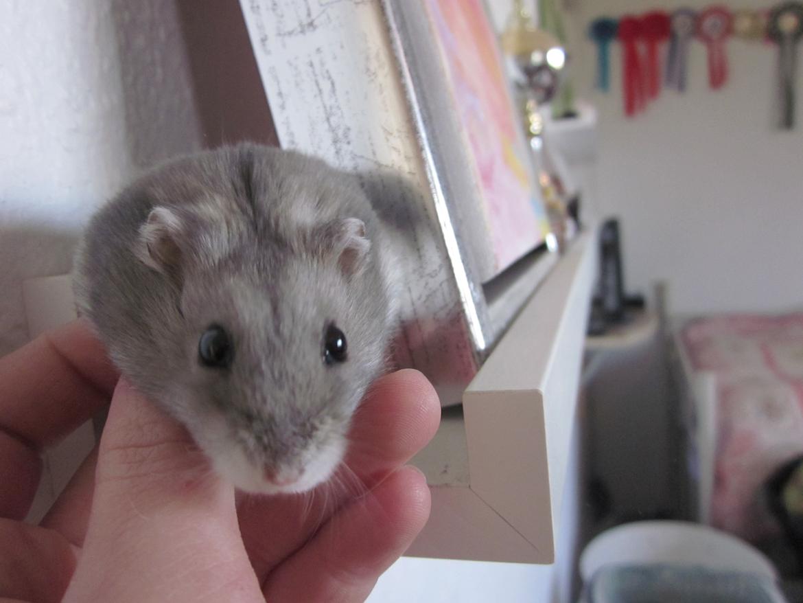 Dværghamster ¨˜°º•¤ Stald Kiwis Egon ¤•º°˜¨  - 23-2-2012 billede 11