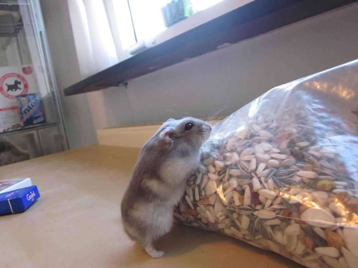 Dværghamster ¨˜°º•¤ Stald Kiwis Egon ¤•º°˜¨  - 23-2-2012 billede 12