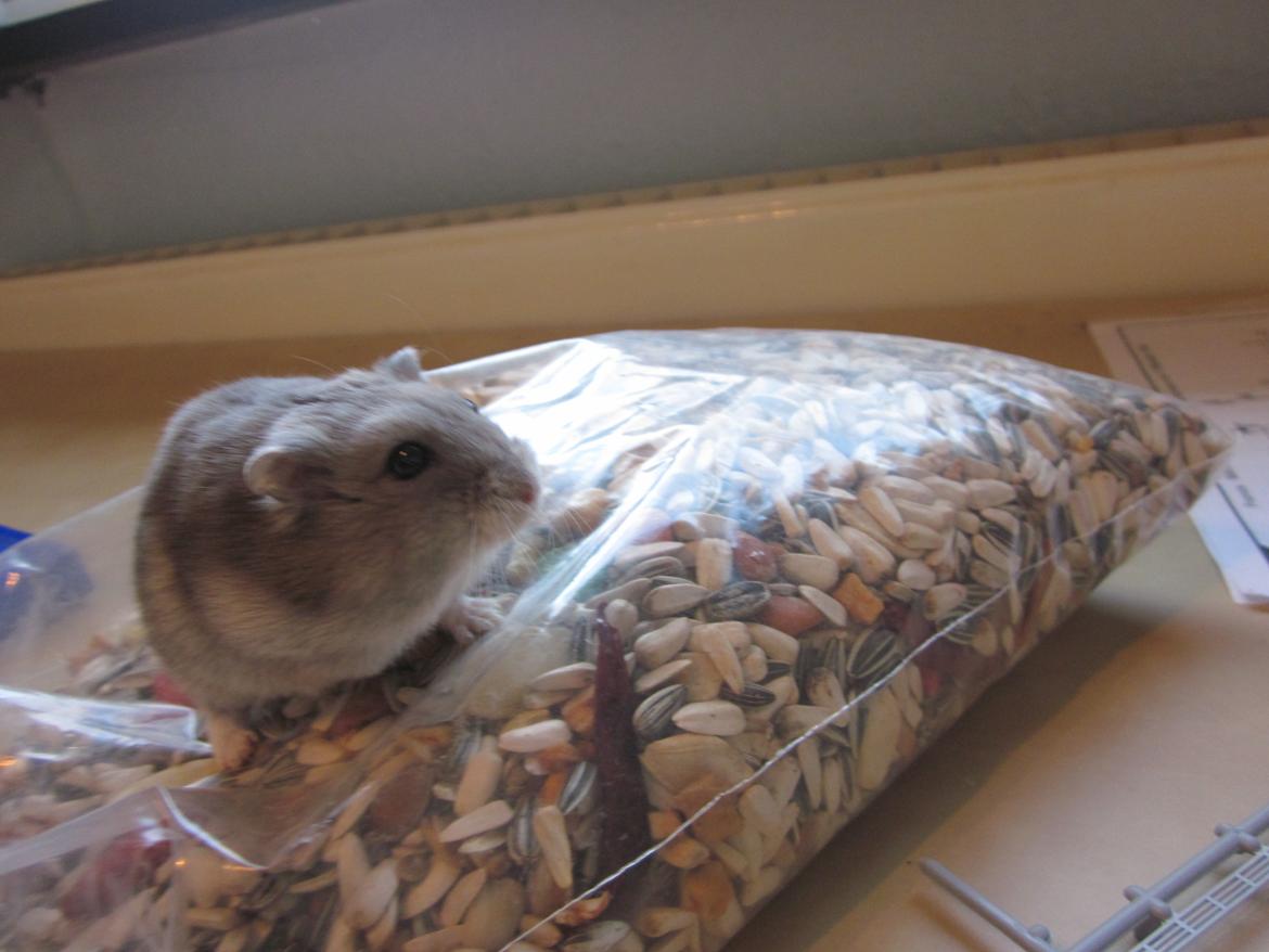 Dværghamster ¨˜°º•¤ Stald Kiwis Egon ¤•º°˜¨  - 23-2-2012 billede 13