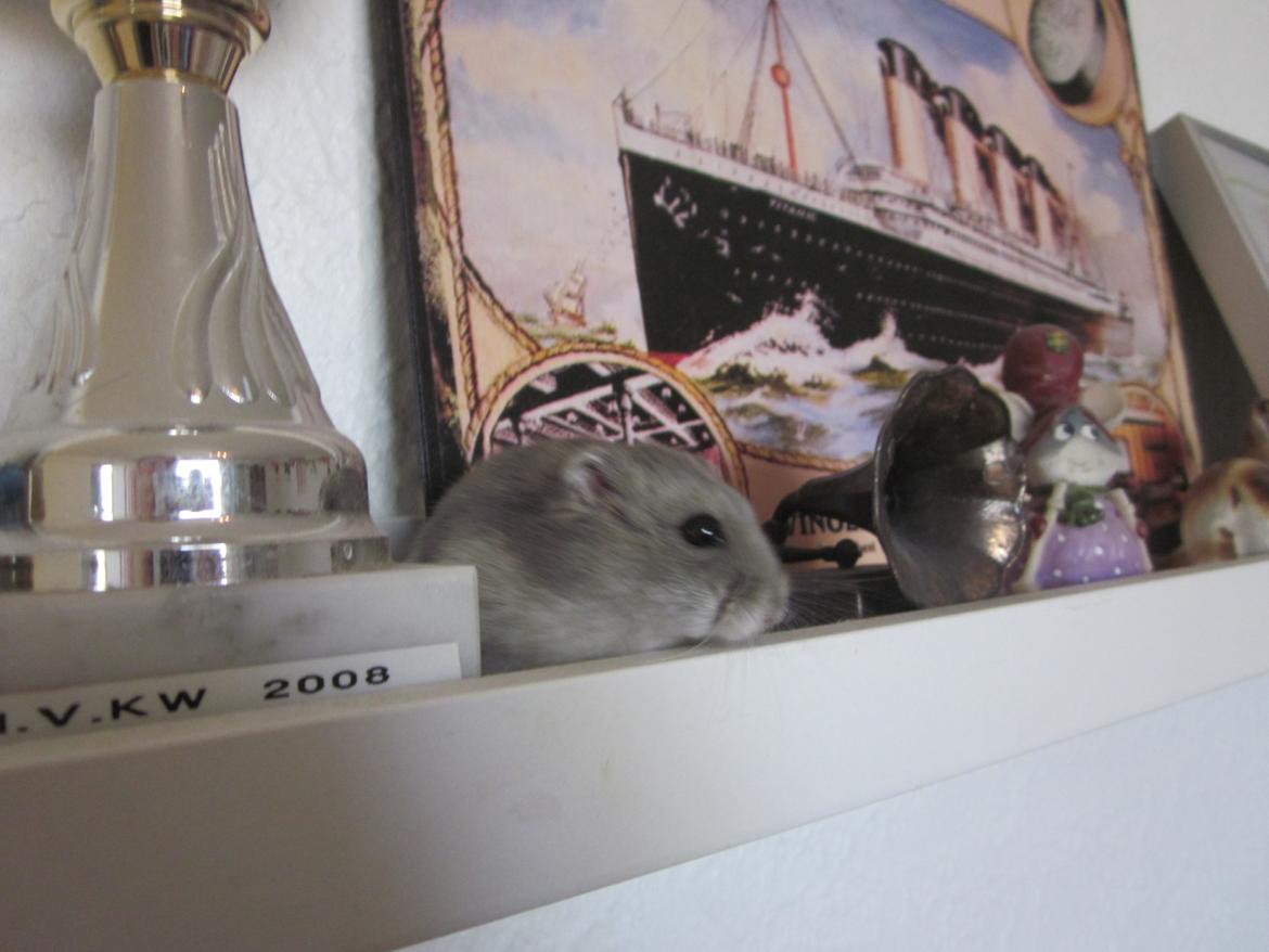 Dværghamster ¨˜°º•¤ Stald Kiwis Egon ¤•º°˜¨  - 23-2-2012 billede 14