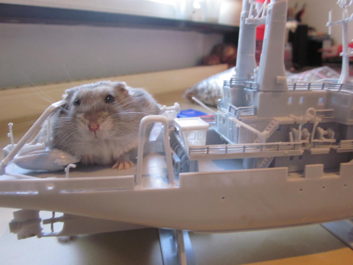 Dværghamster ¨˜°º•¤ Stald Kiwis Egon ¤•º°˜¨  - 23-2-2012 billede 15