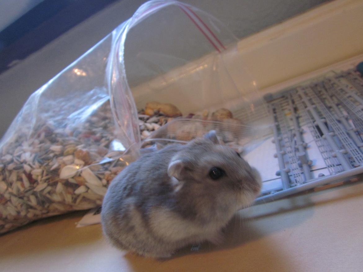 Dværghamster ¨˜°º•¤ Stald Kiwis Egon ¤•º°˜¨  - 23-2-2012 billede 16