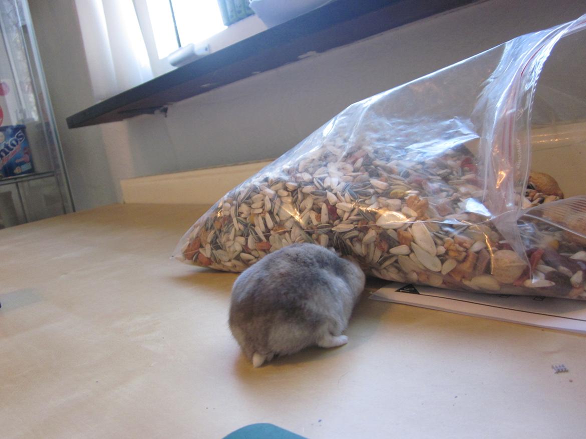 Dværghamster ¨˜°º•¤ Stald Kiwis Egon ¤•º°˜¨  - 23-2-2012 billede 17