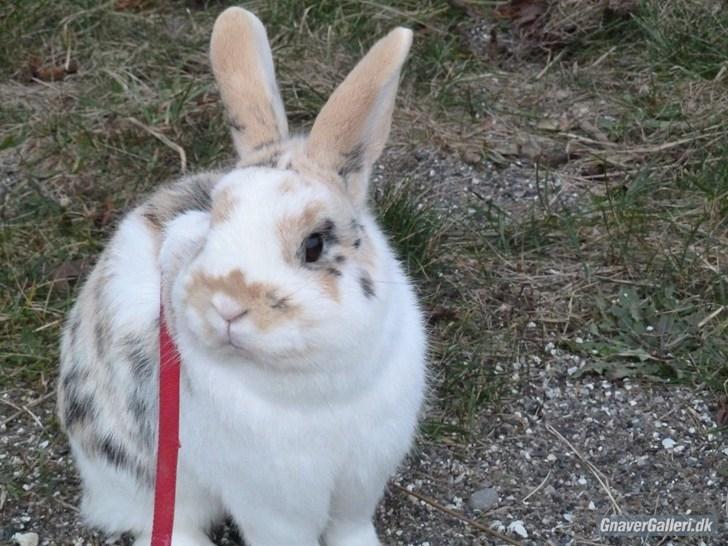 Kanin Bobby - 23/2-11
Bobby er ret hot, hva?? :D <3 billede 19