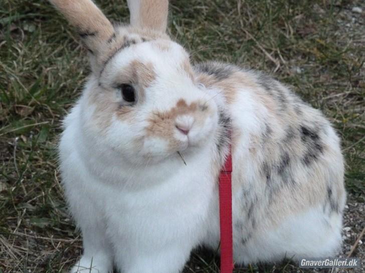 Kanin Bobby - 23/2-11
Smukke bobz! :) <3 billede 14