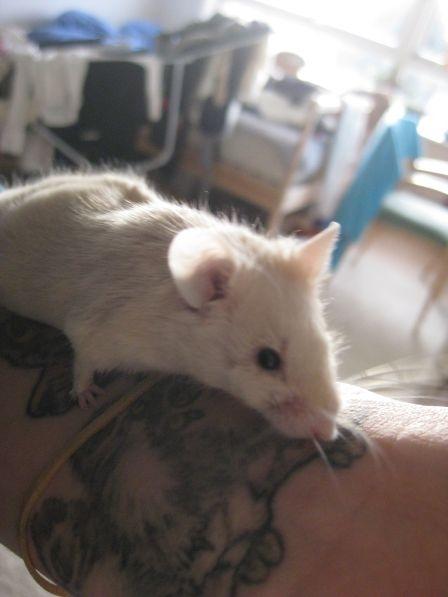 Mus VM's "KevJumba" R.I.P. - KevJumba, 5 måneder. billede 8