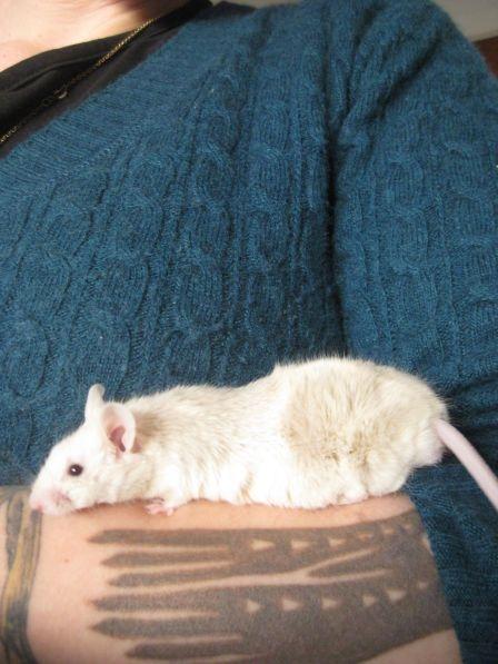 Mus VM's "KevJumba" R.I.P. - Flotte Kev'er, 5 måneder. billede 7