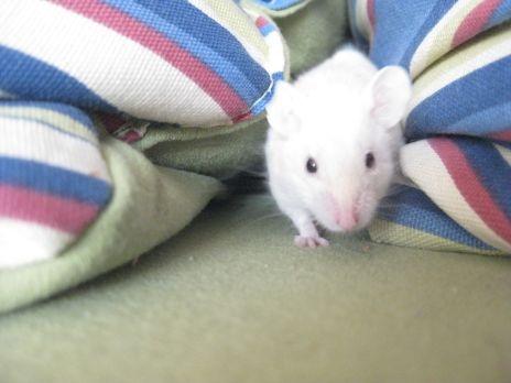 Mus VM's "KevJumba" R.I.P. - Pude-snigeren! billede 5