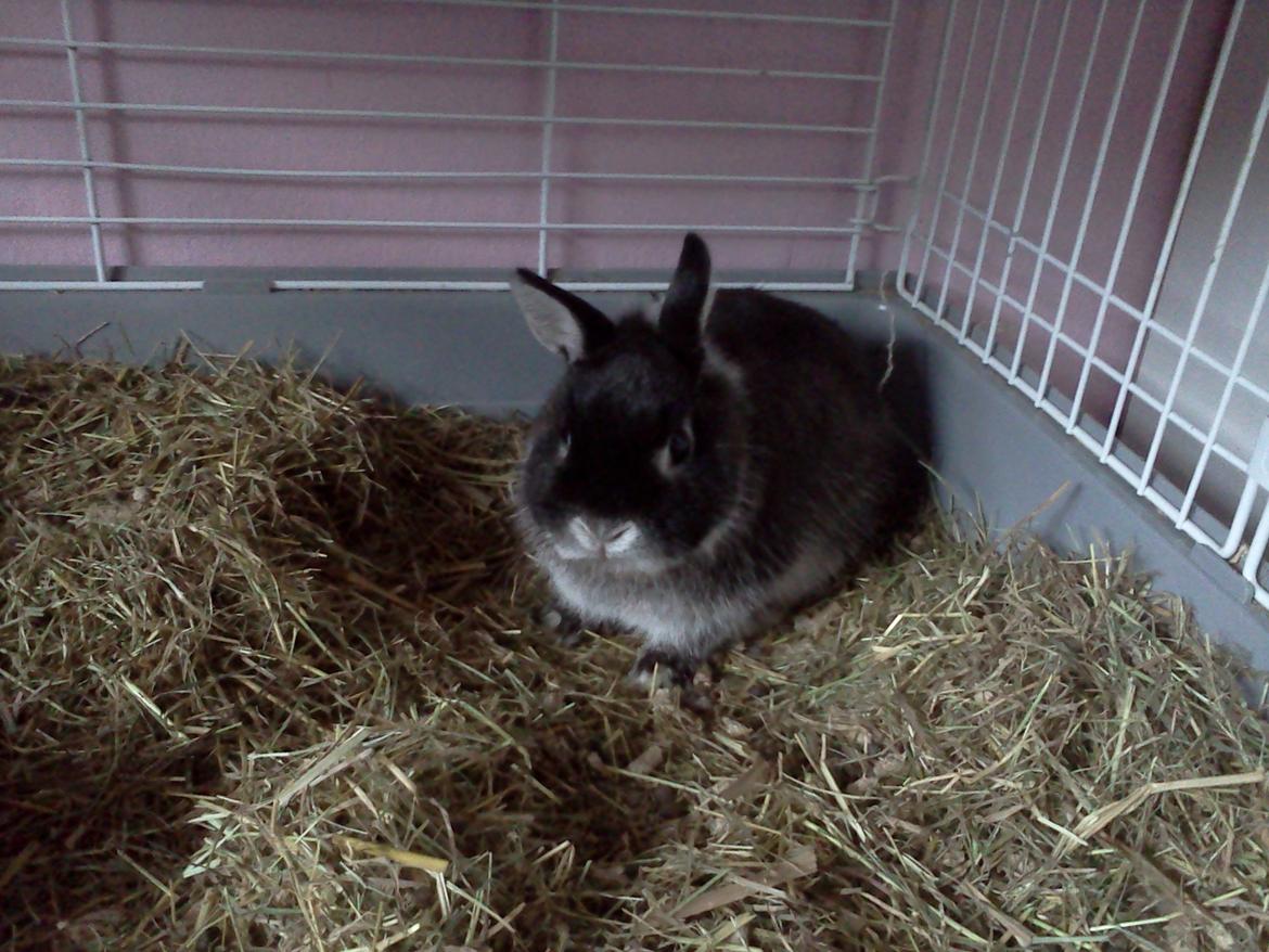 Kanin Holmdrup Huses Møffe - Han ser nuttet ud der så der skulle jeg lige have et billed af ham :) billede 7
