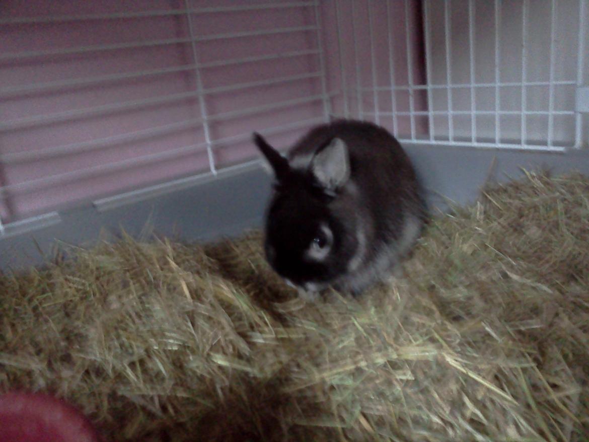 Kanin Holmdrup Huses Møffe - Så valgte han at spise når jeg tog billeder af ham og jeg kan ikke helt huske hvornår de her billeder er taget og de næste  billede 8