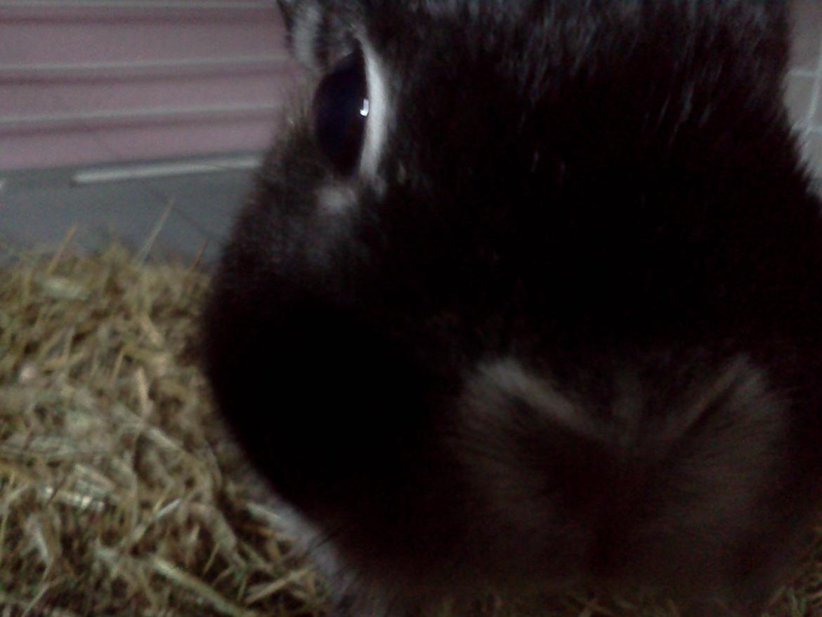 Kanin Holmdrup Huses Møffe - Ja ... Skulle tage et billed af ham men han blev dog lidt nysgerrig og skulle lige se hvad det var :D billede 9