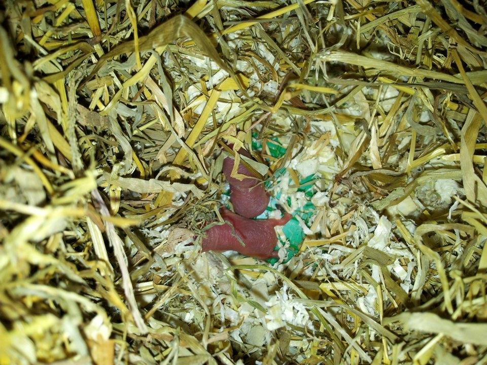 Dværghamster Sputnik's Mathilde*RIP* billede 18