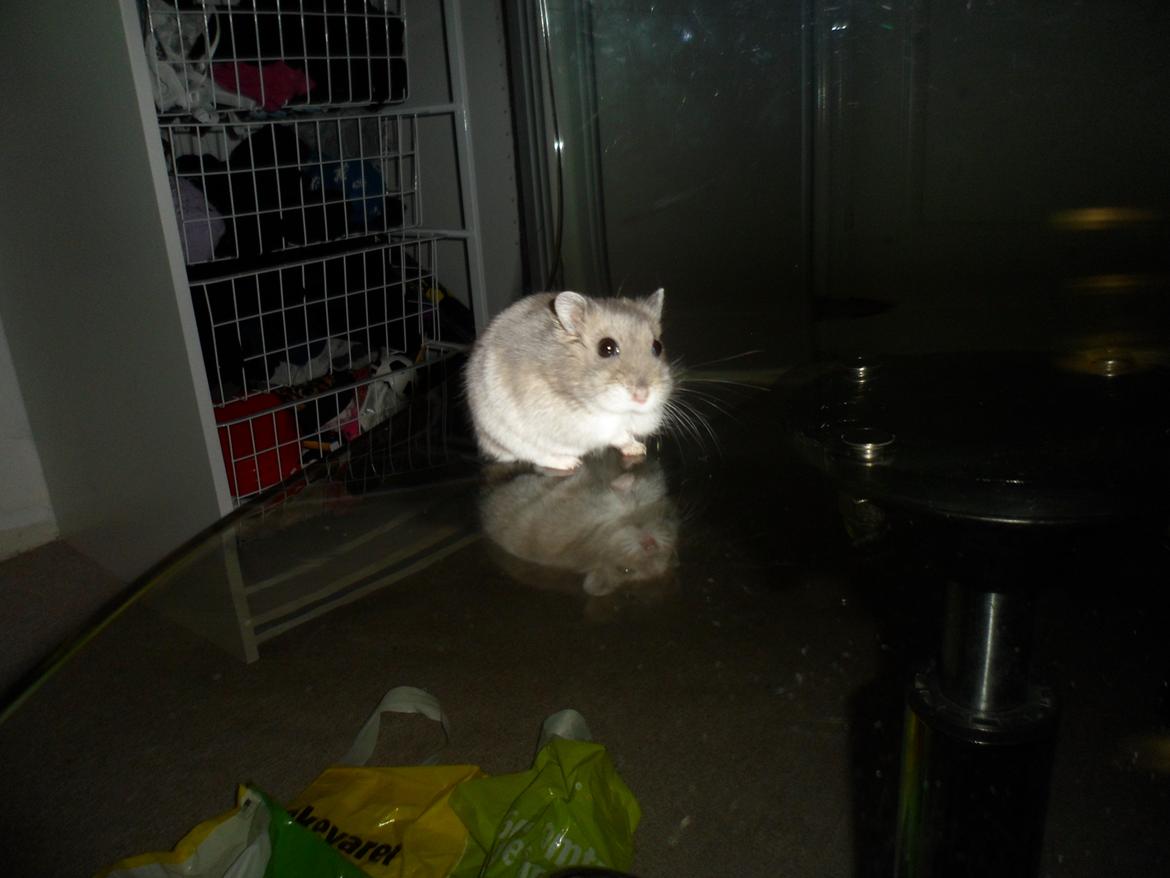 Dværghamster Donau's Jenna Sommers - Gået bort - Model billede den 25/02-2012 billede 8