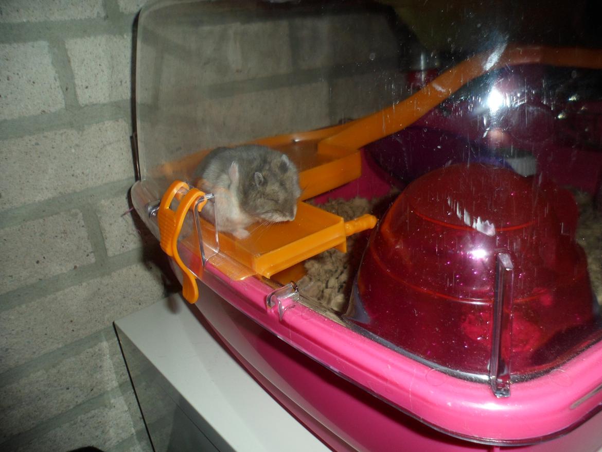 Dværghamster Donau's Jenna Sommers - Gået bort - Model billede den 25/02-2012
- Nøj hvor det klør- billede 9