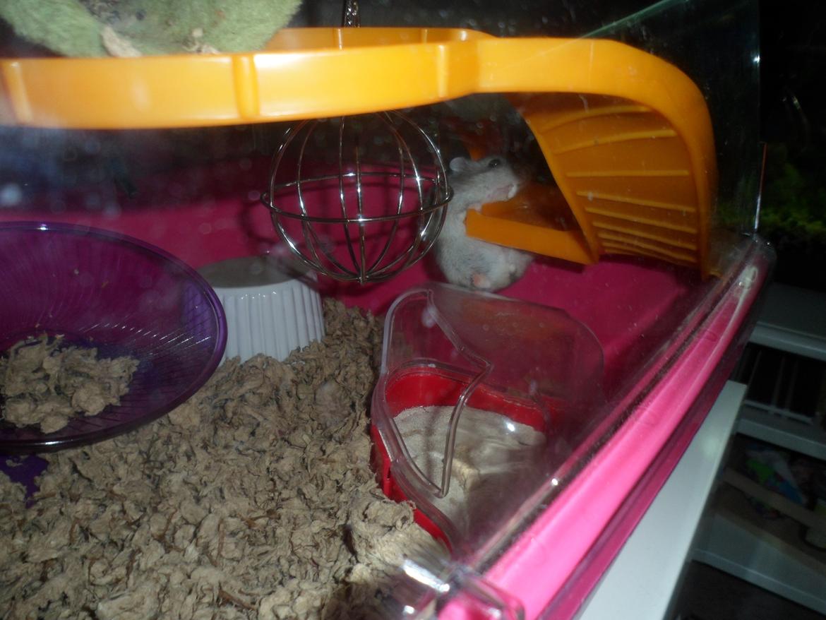 Dværghamster Donau's Jenna Sommers - Gået bort - Model billede den 25/02-2012
- Hjælp jeg kan ikke komme op - billede 10