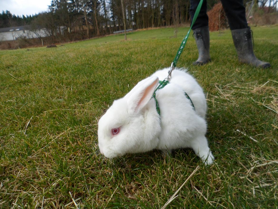 Kanin Gnaske (Nalleboy) <3 - Vi var en tur udenfor i sele.
Foto: Mig. billede 1