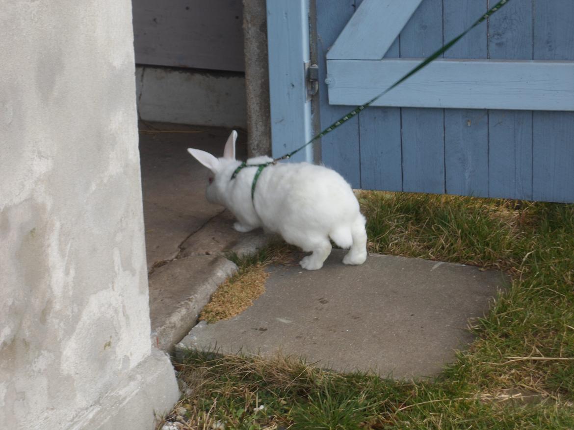 Kanin Gnaske (Nalleboy) <3 - "Uhh, det er koldt! Lad mig komme ind .."  billede 3