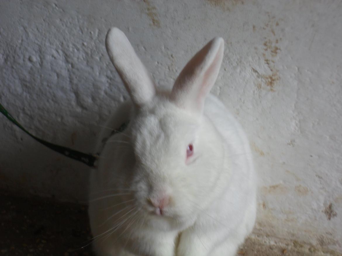 Kanin Gnaske (Nalleboy) <3 billede 4