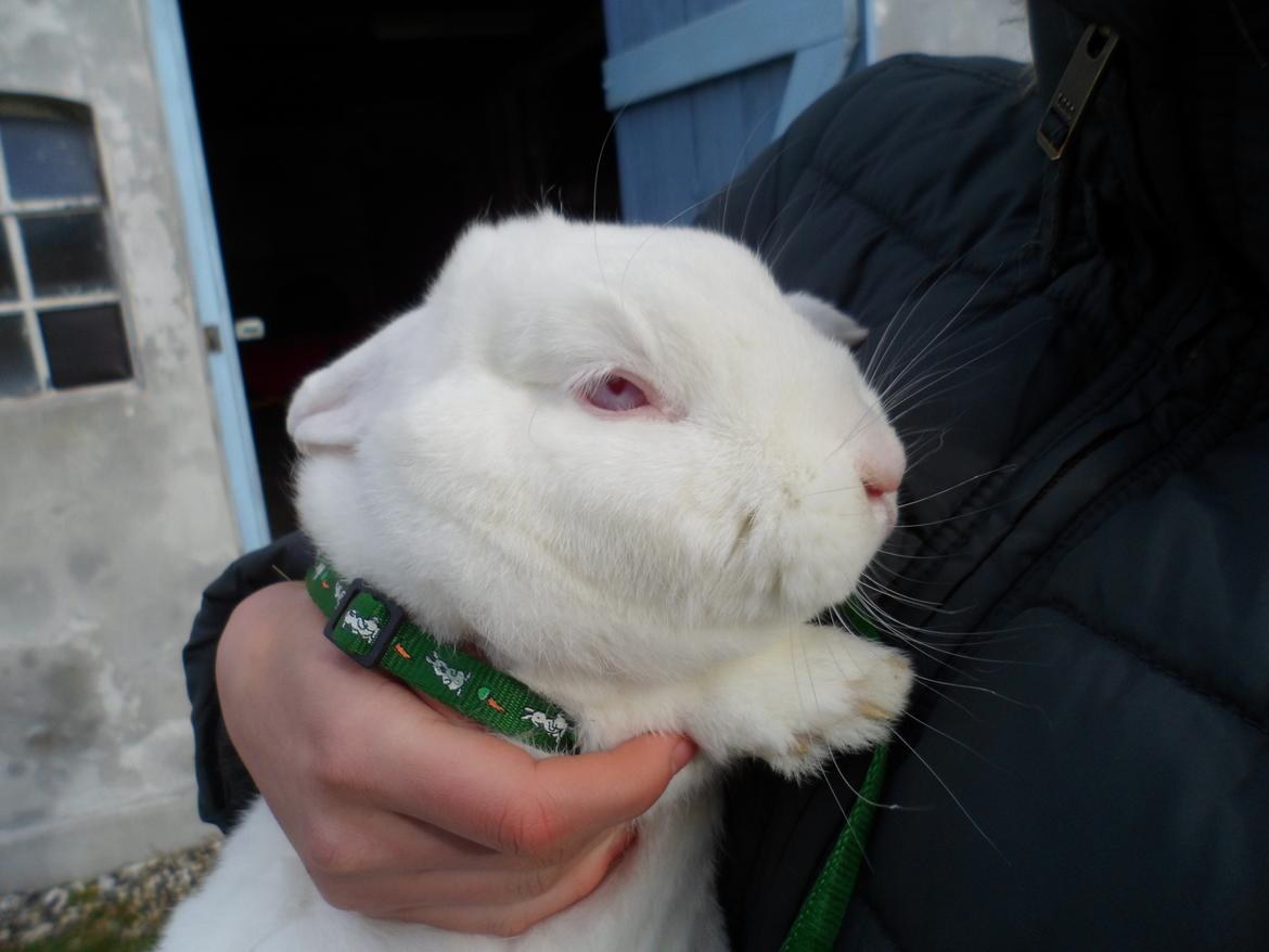 Kanin Gnaske (Nalleboy) <3 - Trætte skattemand :D<3 billede 5