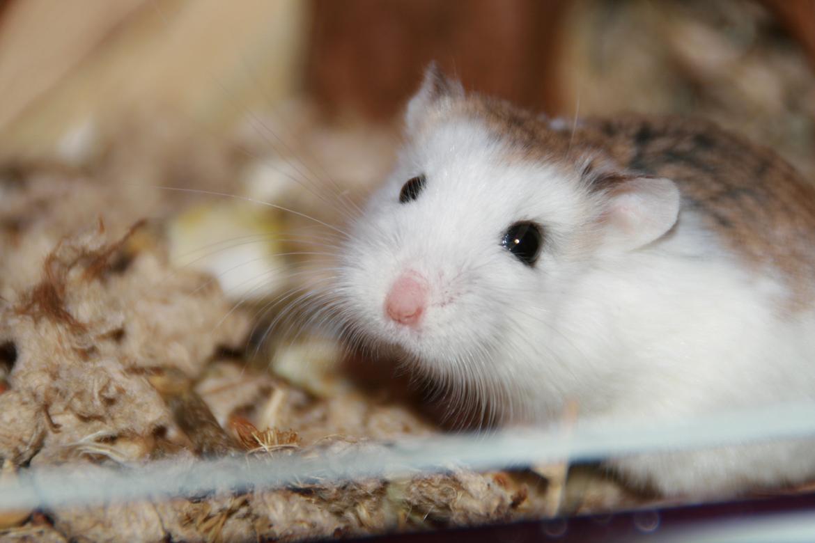 Dværghamster Silke Himmelgnaver - Min flotte Silkepige. billede 1