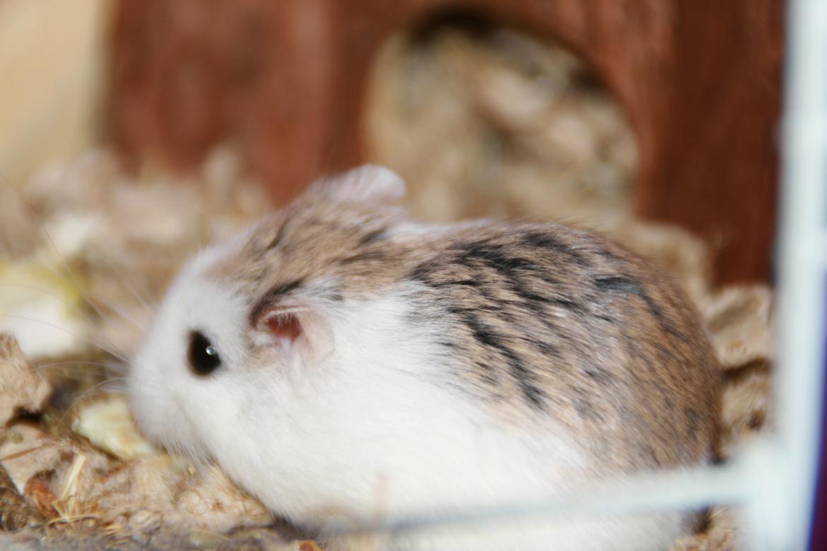 Dværghamster Silke Himmelgnaver - Silke billede 2
