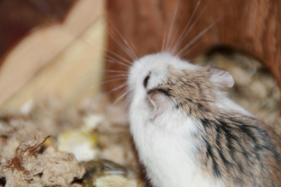 Dværghamster Silke Himmelgnaver - Silke, med hendes flotte lange knurhår. billede 3