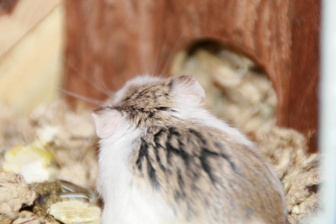 Dværghamster Silke Himmelgnaver - Silke bagfra billede 4