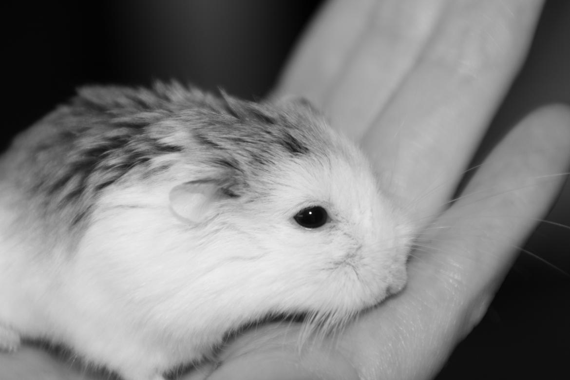 Dværghamster Silke Himmelgnaver billede 5