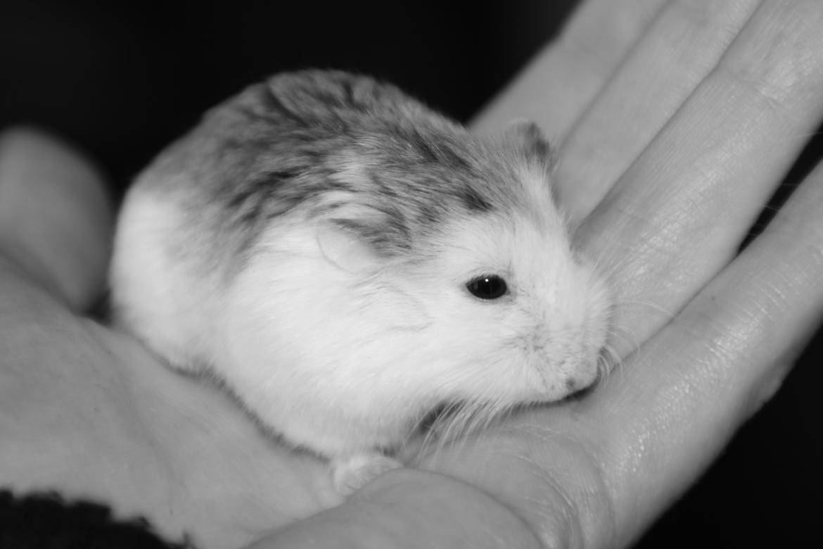 Dværghamster Silke Himmelgnaver billede 6