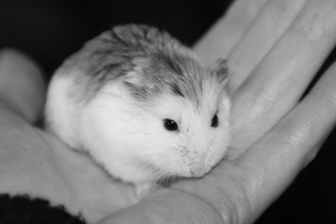 Dværghamster Silke Himmelgnaver billede 7