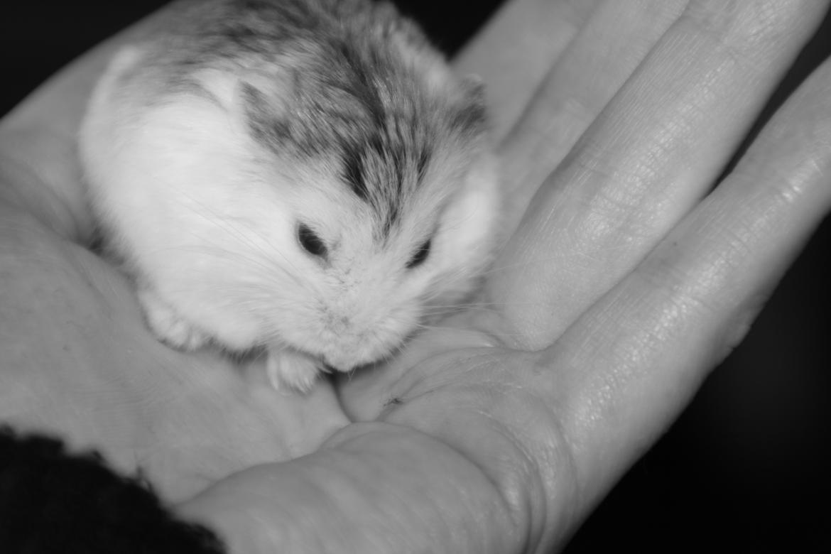 Dværghamster Silke Himmelgnaver billede 8