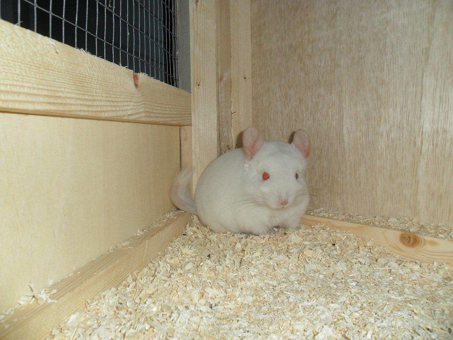 Chinchilla Novas Albert billede 1