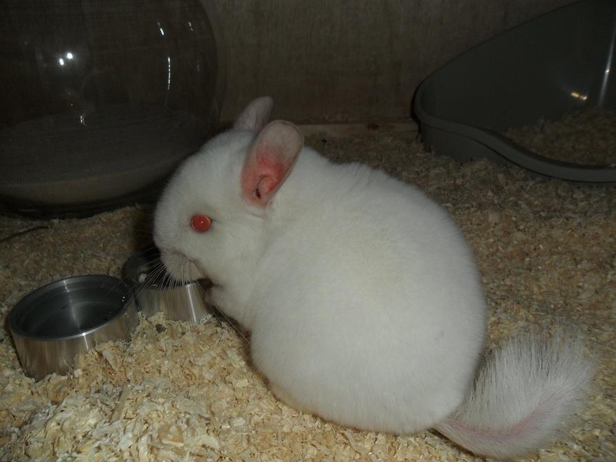 Chinchilla Novas Albert billede 2