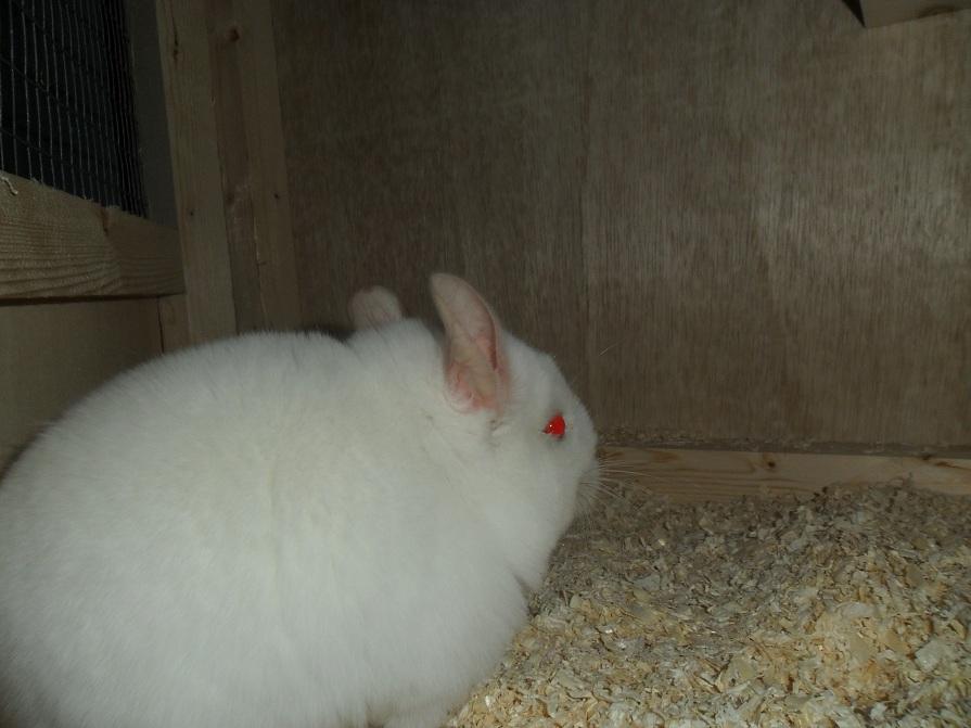 Chinchilla Novas Albert billede 3