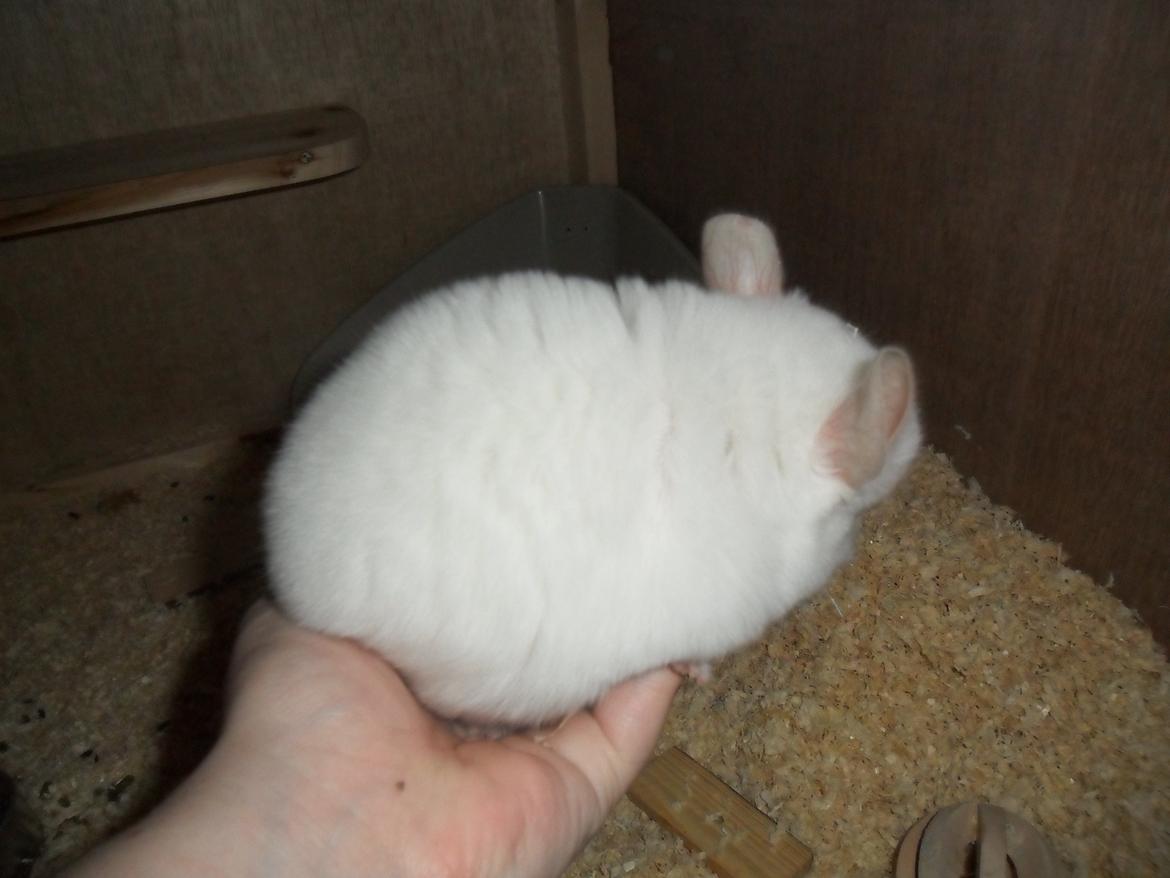 Chinchilla Novas Albert billede 4