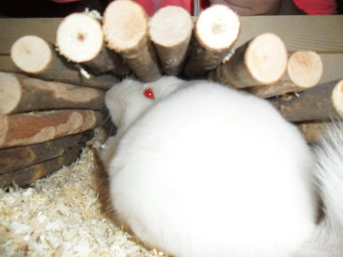 Chinchilla Novas Albert billede 5