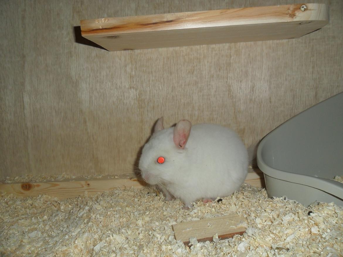 Chinchilla Novas Albert billede 6