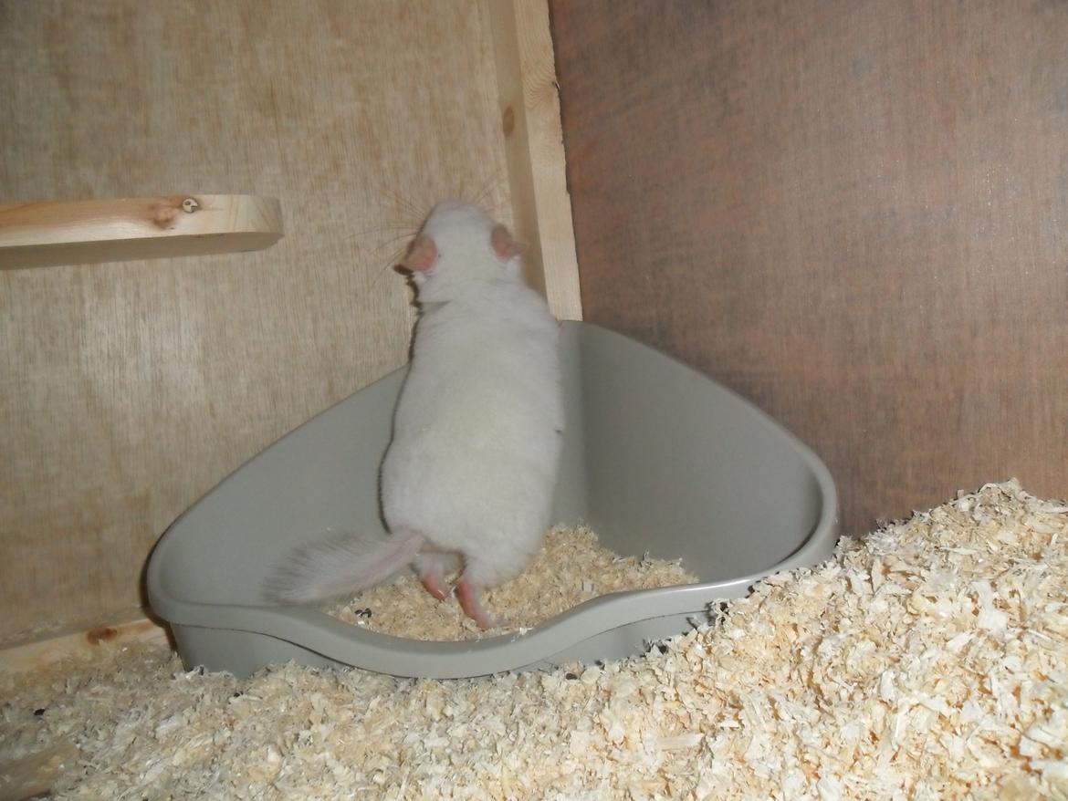 Chinchilla Novas Albert billede 7