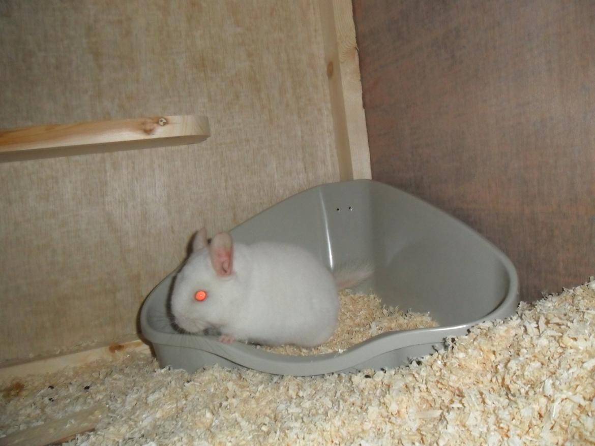 Chinchilla Novas Albert billede 8