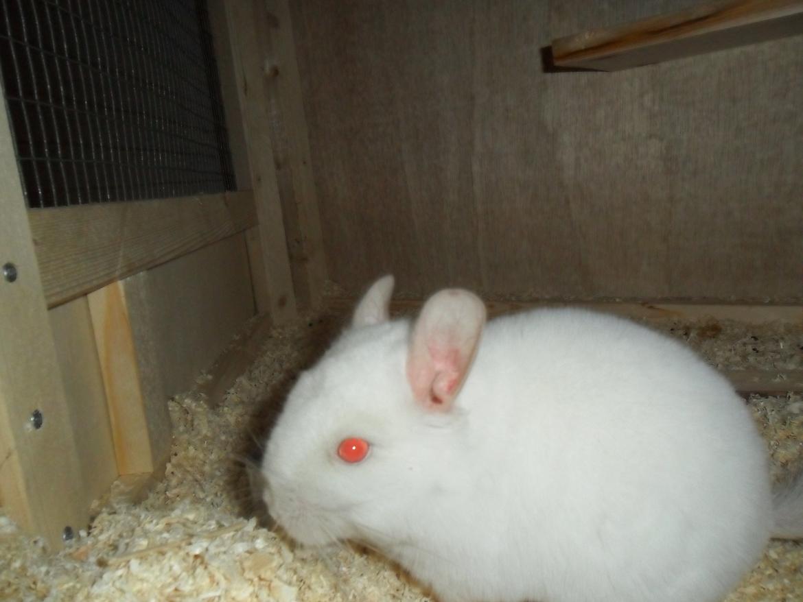 Chinchilla Novas Albert billede 9