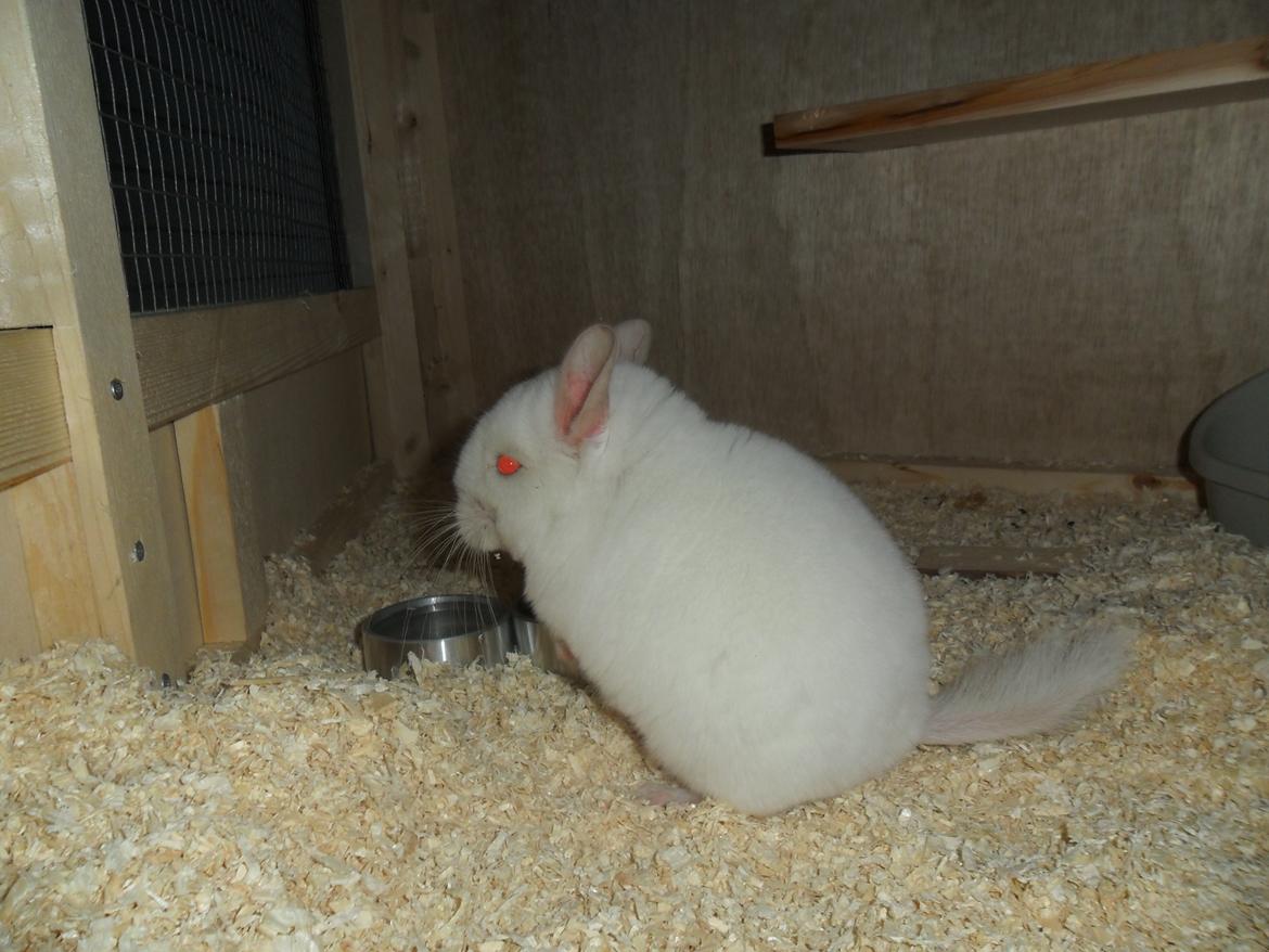 Chinchilla Novas Albert billede 10