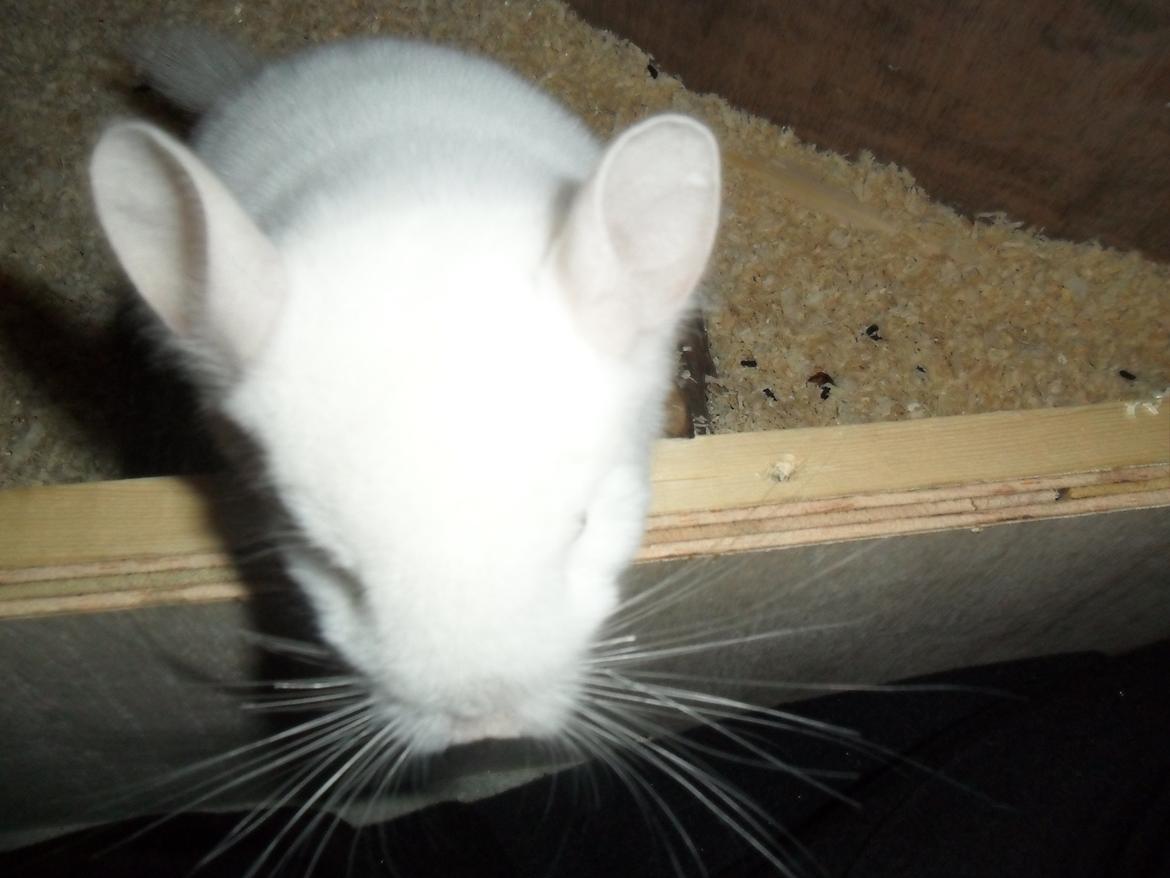 Chinchilla Novas Albert billede 11