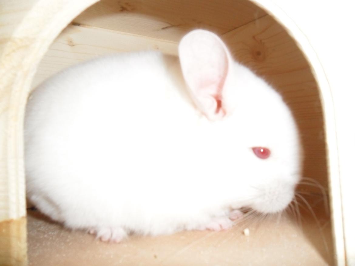 Chinchilla Novas Albert billede 12